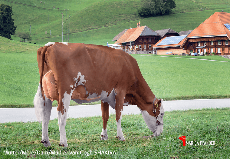 Two new proven sires! The polled offer has become even broader.