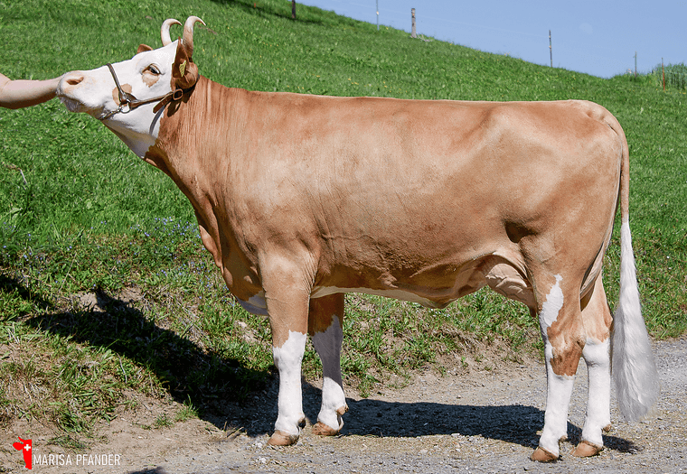 Good progeny results for widely used Optimis bulls with the August breeding value estimate.